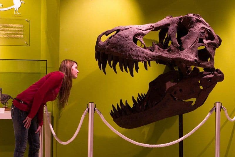 A walk through the history of the Earth at the Paleontological Museum of Elche