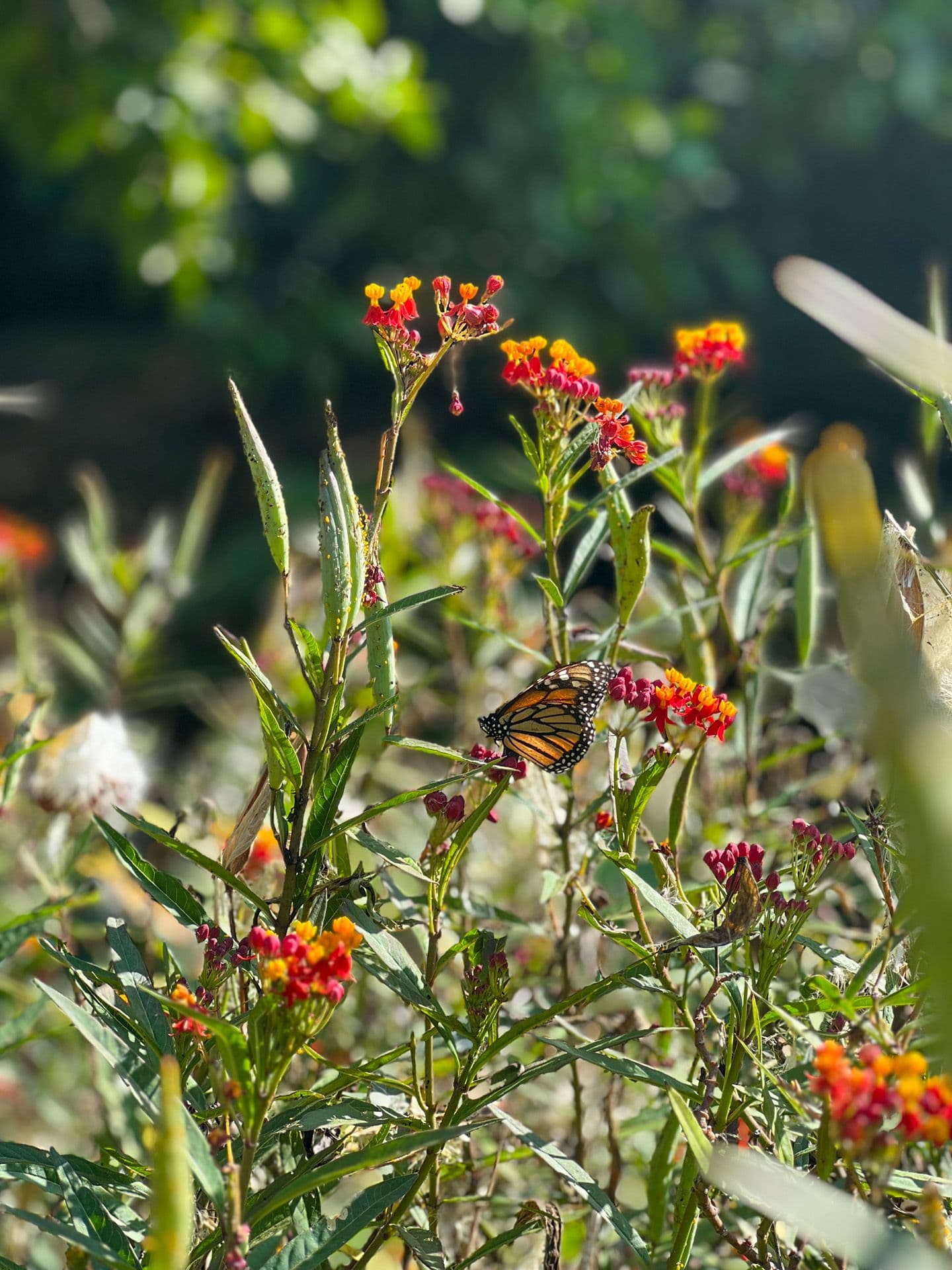 The tropical garden where to take refuge from the heat in Malaga