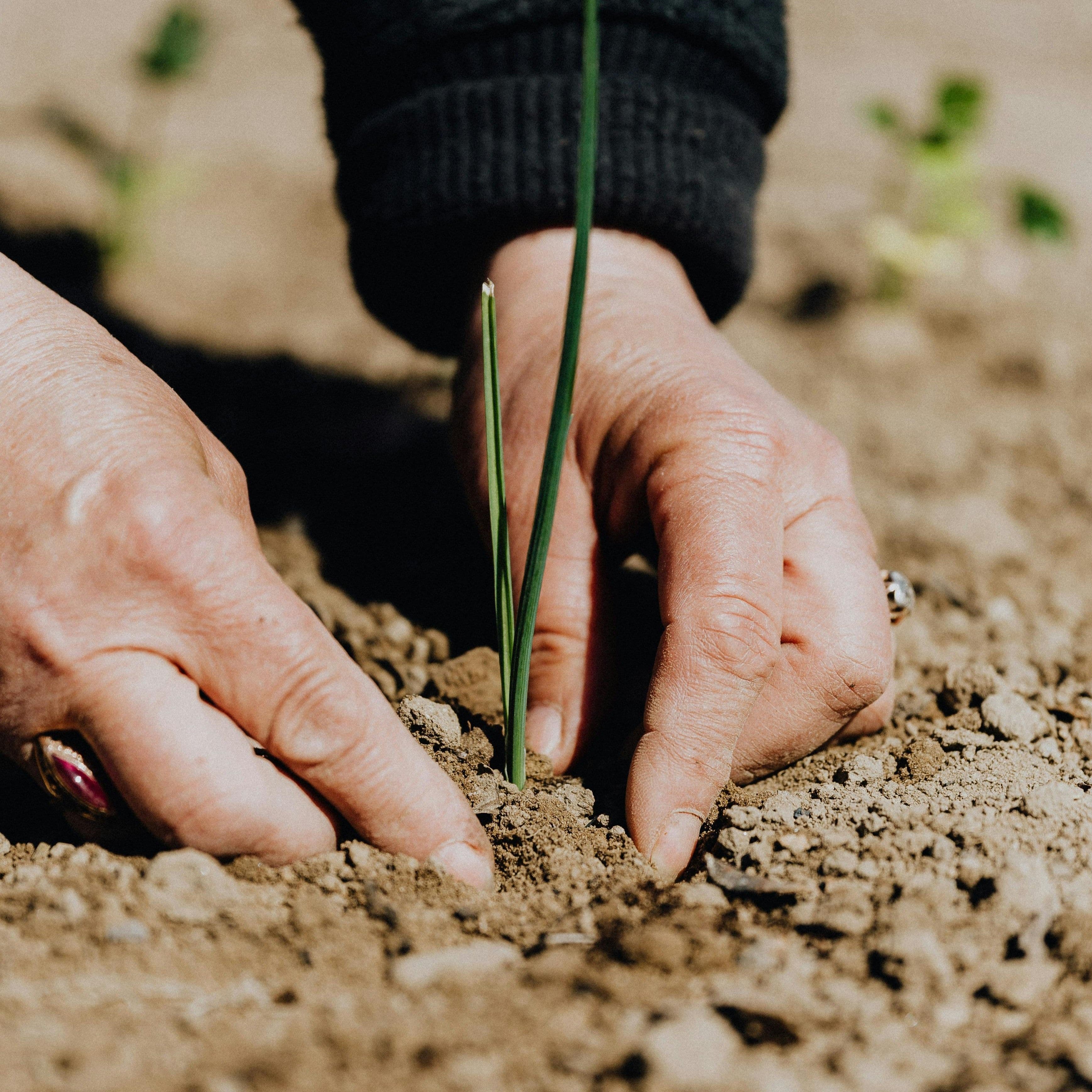 Green events: sustainable and motivating team building in nature