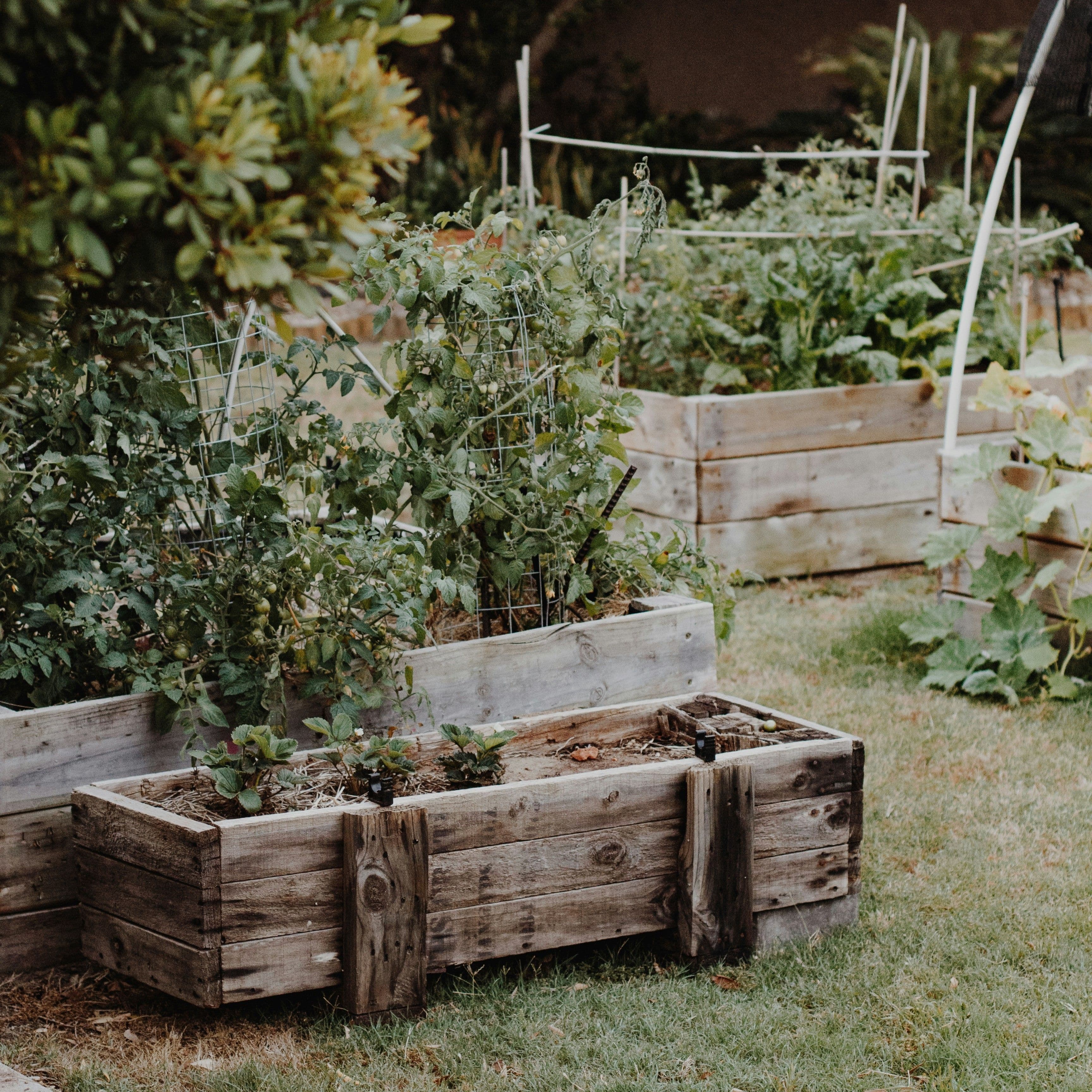 Un día en la huerta valenciana: cómo hacer una paella nivel pro